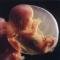 Antidepressiva veroorzaakt blijvende genetische schade in de foetus Antidepressiva veroorzaakt blijvende genetische schade in de foetus