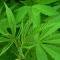 Endocannabinoïde systeem: Hersenen maken stoffen uit wiet (THC) van nature aan Endocannabinoïde systeem: Hersenen maken stoffen uit wiet (THC) van nature aan